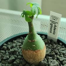 Image result for Adenia gummifera