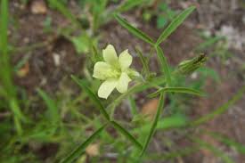 Image result for Hibiscus sidiformis