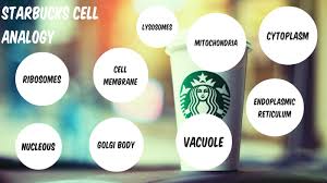 About animal cell usually have an irregular shape. Starbucks Cell Analogy By Brianna Solis