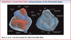 Image result for Pericardium