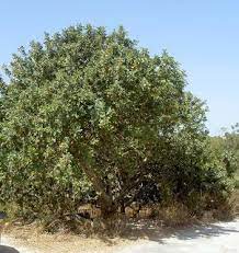 The Carob Tree Il Harruba Carob Tree Nature