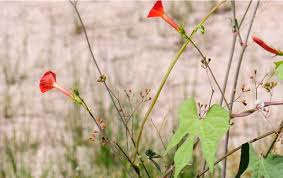 Image result for Ipomoea dichroa