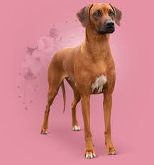 Image result for rhodéský ridgeback