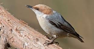 Identification Birds Of North Georgia Species Photo Viewer Nuthatch Beautiful Birds Kinds Of Birds