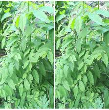 Ini kerana daun sirih mengandungi minyak atsiri, anti septik semulajadi serta anti mikroba yang dapat membasmi kuman dan bakteri penyebab keputihan tak normal. Jb Seo Class Khasiat Daun Cekur Manis 1 Memperlancar Facebook