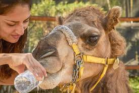 If you're still in two minds about camel water bladder and are thinking about choosing a similar product, aliexpress is a great place to compare prices and and, if you just want to treat yourself and splash out on the most expensive version, aliexpress will always make sure you can get the best price for. 168 Camel Drinking Water Photos Free Royalty Free Stock Photos From Dreamstime