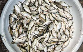 » … ce poisson, une silure (famille des siluridae) est le plus grand jamais pêché au monde. Aquaculture Le Top 10 Des Poissons D Elevage