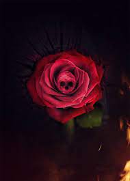 Life Love Lies Rose Tattoos Art Skull Art