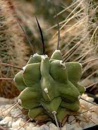 Water sparingly from march to september but avoid watering completely for the rest of the year. 35 Utah Waterwise Cacti Ideas Plants Succulents Cactus
