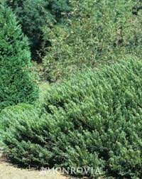 Duke Gardens Japanese Plum Yew Japanese Plum Yew Plum Yew Garden Japanese