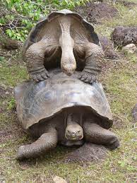Galapagos Tortoise Facts Habitat Diet Life Span Pictures
