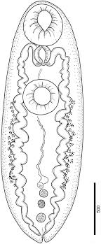 Redalyc.The role of Phyllocaulis variegatus (Mollusca: Veronicellidae)in  the transmission of digenean parasites