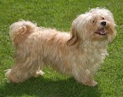 Colors Colours In Havanese Havaneser Farben Info Chocolate Brown Colour Color Schokolade Farbe Hav Havanese Havanese Puppies Havanese Puppies For Sale