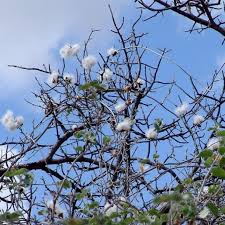 Image result for Ipomoea albivenia