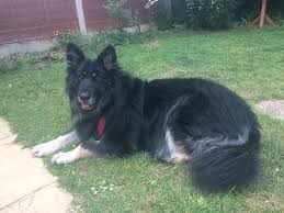 A lot of long coat german shepherd breeders know that the long hair german shepherds are not of the type of quality to be used in dog shows, so. Hollie Essex