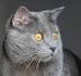 Grey and White Cat Breeds: Easy-to-Follow Guide