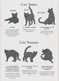 Infographic Cat Behavior And Body Language Explained Cat Behavior Cat Language Animal Behavior