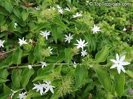 Image result for Jasminum multiflorum