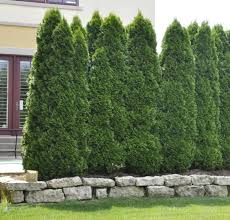 Dhgate.com provide a large selection of promotional privacy plants on sale at cheap price and excellent crafts. Need Privacy Fence Ideas These Will Be Your 20 Coolest Privacy Fence Inspiration