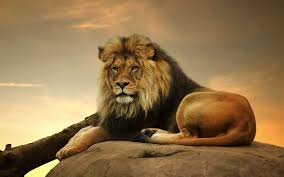Male Lion Animals Male Lion Lion Wallpaper