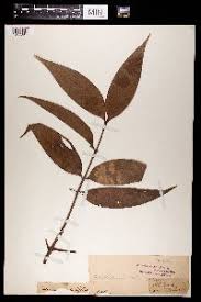 Image result for Phylica emirnensis