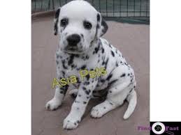 A siberian husky's coat is thicker than that of why buy a puppy or dog in bangalore when you can adopt all breeds, sizes and ages for absolutely free. Dalmatian Puppies Price In Bangalore Dalmatian Puppies For Sale In Bangalore