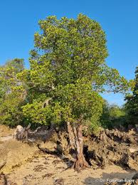 Image result for Ceriops