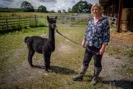 British government veterinarians on tuesday killed geronimo, an alpaca whose sentence of death for carrying bovine tuberculosis made . Geronimo The Alpaca Why Animal Faces Death Over Tb Diagnosis And Latest News On The Petition To Save Him