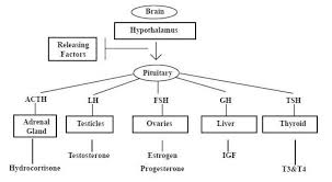 Endocrine Gland Secretion Flow Chart Google Search