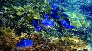 Welcome to barrier reef realty, located in san pedro town on the island of ambergris caye, belize. Protecting The Coral Sea The Cradle To The Great Barrier Reef United Nations