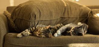 We neurotic types clean litter boxes daily. How Often Should You Change Cat Litter The Daily Cat
