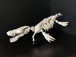 Lastly, there are a fair few in new austin Liopleurodon Skeleton I Made From The Pieces Of The Lego Dinosaur Fossils Set 21320 Lego