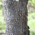 Image result for Anisophyllea boehmii