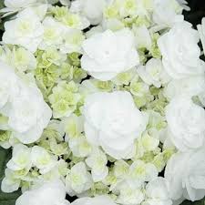 They're lush and gorgeous, and a perfect option for almost any wedding style—from romantic to formal, whimsical, modern, and even rustic. Growing Guide For Wedding Gown Hydrangea Better Homes Gardens