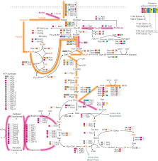 We did not find results for: Rewired Cellular Signaling Coordinates Sugar And Hypoxic Responses For Anaerobic Xylose Fermentation In Yeast