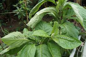 Although chief ladoke akintola gave birth to five children, the three mentioned above survived him. Nigerian Leafy Vegetables