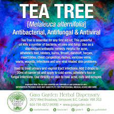 Tea Tree Melaleuca Alternifolia Antibacterial Antifungal Antiviral Tea Tree Is Essential For A Chest Congestion Natural Healing Oils Essential Oil Usage