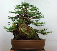 Learn the difference and remember that indeterminates must be staked early to avoid disease! Sequoia Bonsai Tree Everything You Need To Know Organize With Sandy