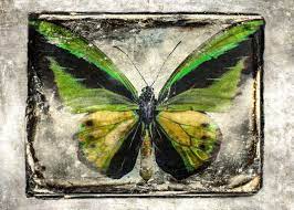 He is a laureate of many significant photo contests. Maciej Mankowski Zielony Motyl Original Art Art Fine Art