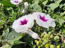 Image result for Ipomoea tuberculata