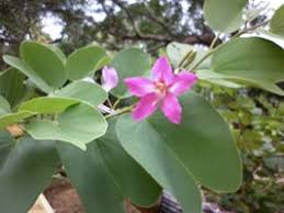 Check spelling or type a new query. Kachnar Camel S Foot Tree Bauhinia Variegata Properties Benefits Dosage