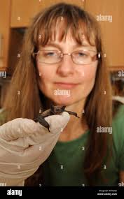 Nathusius' Pipistrelle (Pipistrellus nathusii). Orphan hand-raised by Kent  Bat Group member Hazel Ryan. Kent, UK, June. Model released Stock Photo