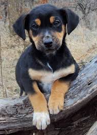 Black And Tan Coonhound Corgi Mix The Adoptable Coonhound Mix Puppies Coonhound Puppy Coonhound Hybrid Dogs