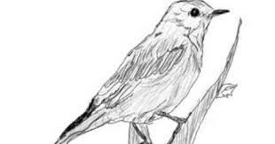 Bird On Branch Drawing How To Draw A Bird On A Branch Branch Drawing Bird Drawings Drawings