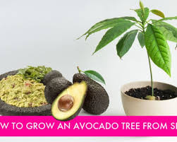 Make sure the water level is around half way up the pit. How To Grow An Avocado Tree From Seed
