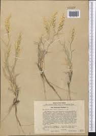 Image result for Centropodia