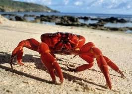 Pin Auf Cadouri Barbati Zodia Rac