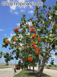 Image result for Cordia sp.A.