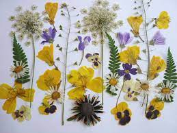 Maybe you would like to learn more about one of these? Dried Yellow Daisy In Resin Real Pressed Flower Jewelry Necklaces Valresa Com