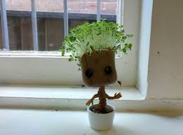 Chia Groot Groot Diy Crafts Crafty Craft